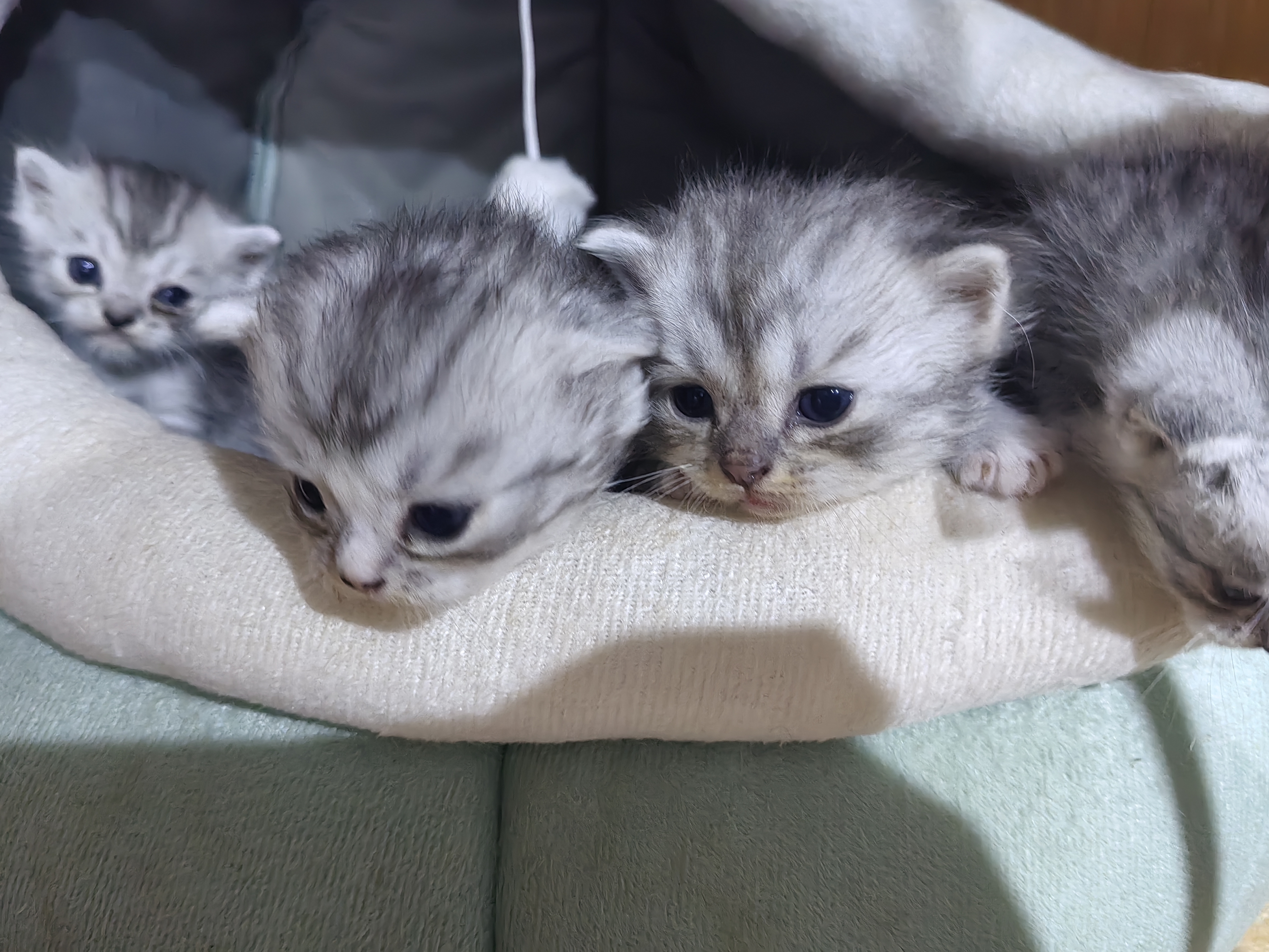 银渐层一窝马上出窝，公母都有，400一只不包邮